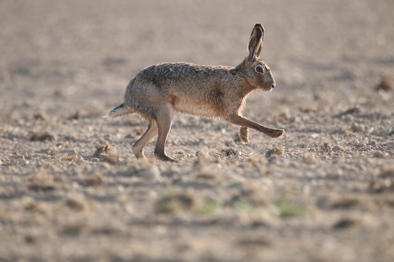 The Link Between Overconsumption and Biodiversity Loss